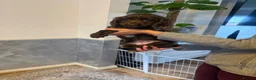 Cocker Spaniel dogs for sale: Beautiful show type cocker spaniel puppies in Worksop - Advert 3