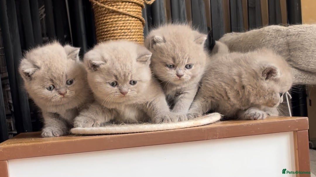 British Shorthair cats for sale:  Absolutely Beautiful BSH Champion Line kittens  - Image 14