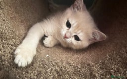 British Shorthair cats for sale: Ready pure AY12, NY12 Corin BSH  - Image 7