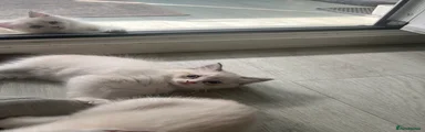 Ragdoll 8
