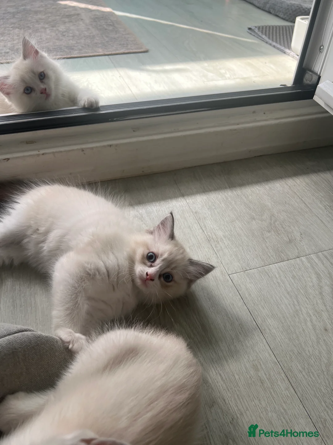 Ragdoll cats for sale: 8 gorgeous ragdoll kittens for sale - Advert 2