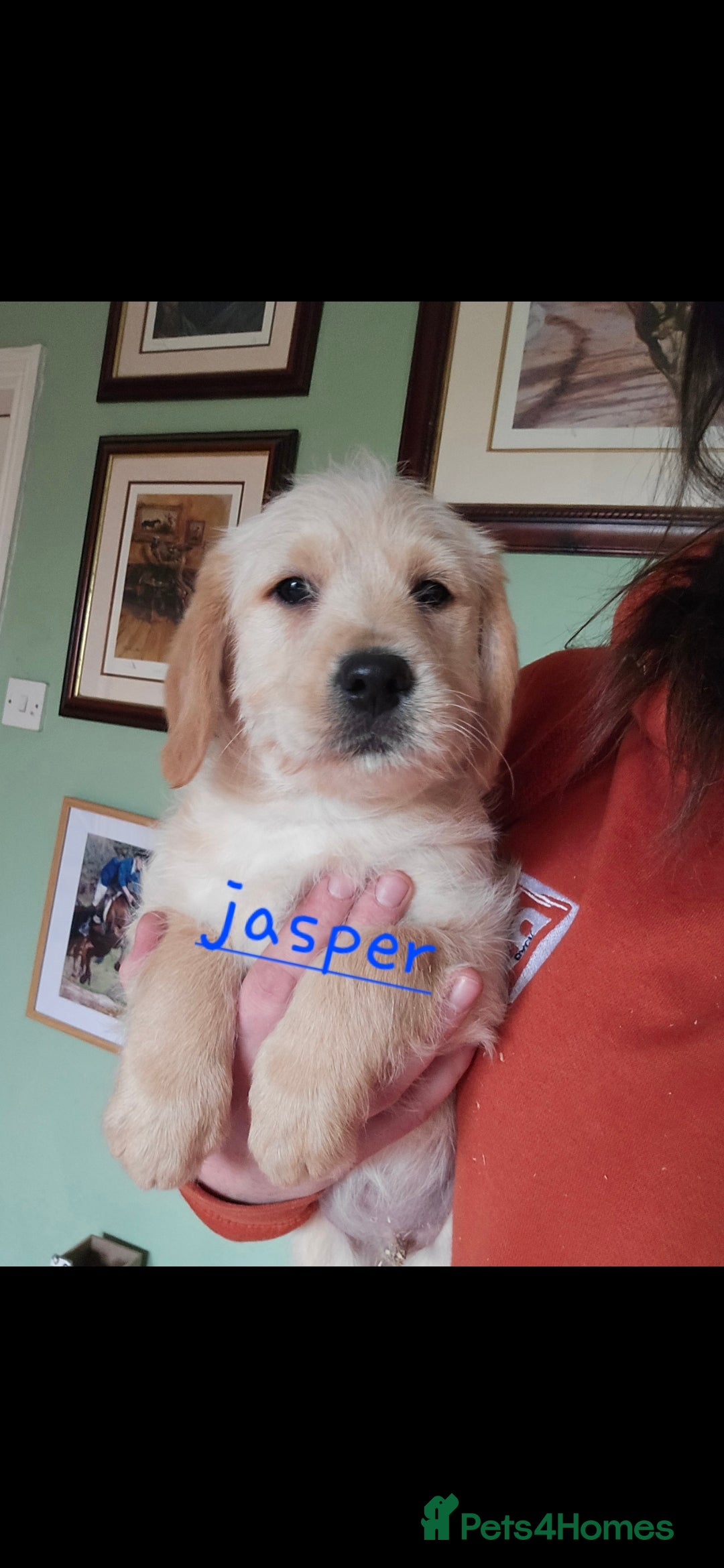 Labradoodle dogs for sale: F1 MINI LABRADOODLES ready to leave 3rd dec  - Advert 38