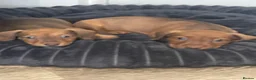 Mixed Breed dogs for sale: Patterchshund puppies  in Liverpool - Advert 5
