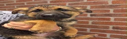 German Shepherd dogs for sale: Stunning Pedigree German Shepherd Puppies!  - Advert 1