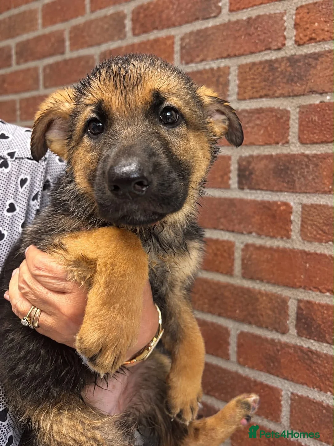 German Shepherd dogs for sale: Stunning Pedigree German Shepherd Puppies!  - Advert 1