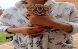 Mixed Breed cats for sale: Adorable kitties ready to go.  - Image 24
