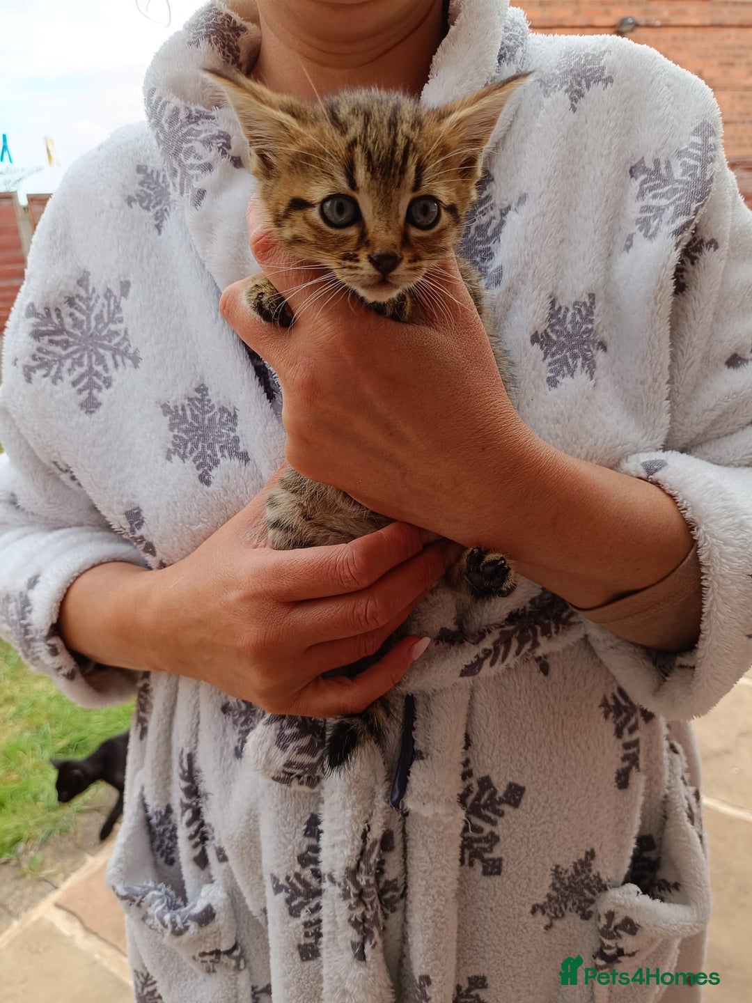Mixed Breed cats for sale: Adorable kitties ready to go.  - Image 24