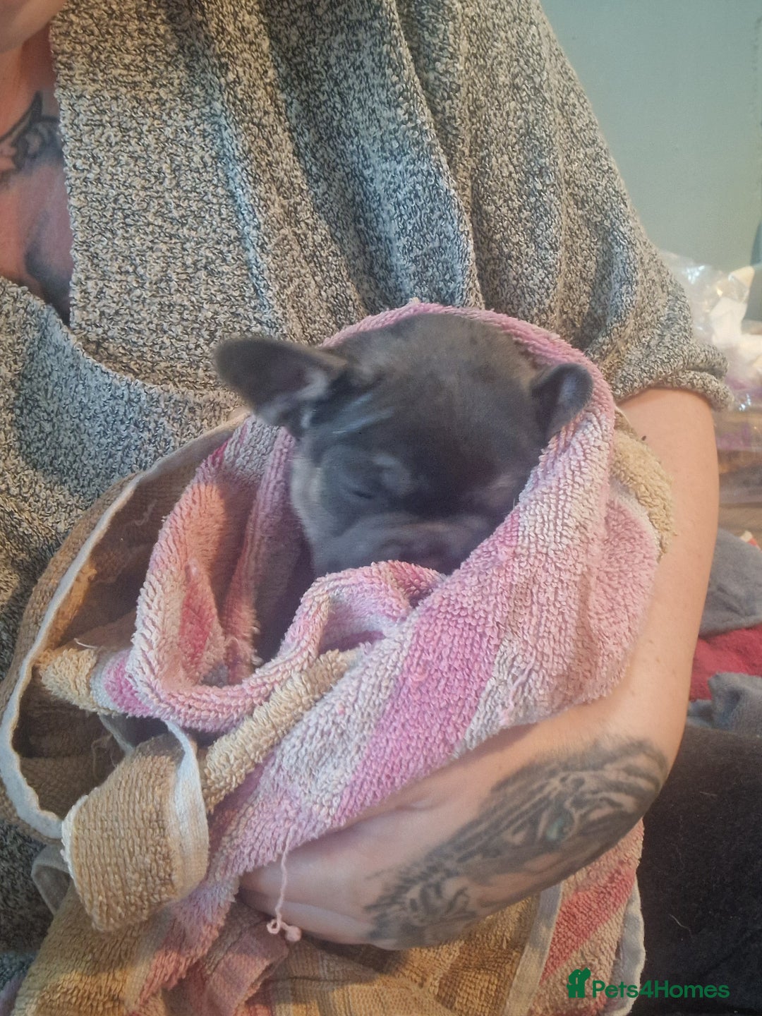 French Bulldog dogs for sale: 6 beautiful frenchies  - Image 24