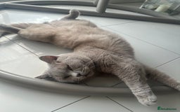 British Shorthair cats for sale: Lilac British shorthair  in Wembley - Image 9