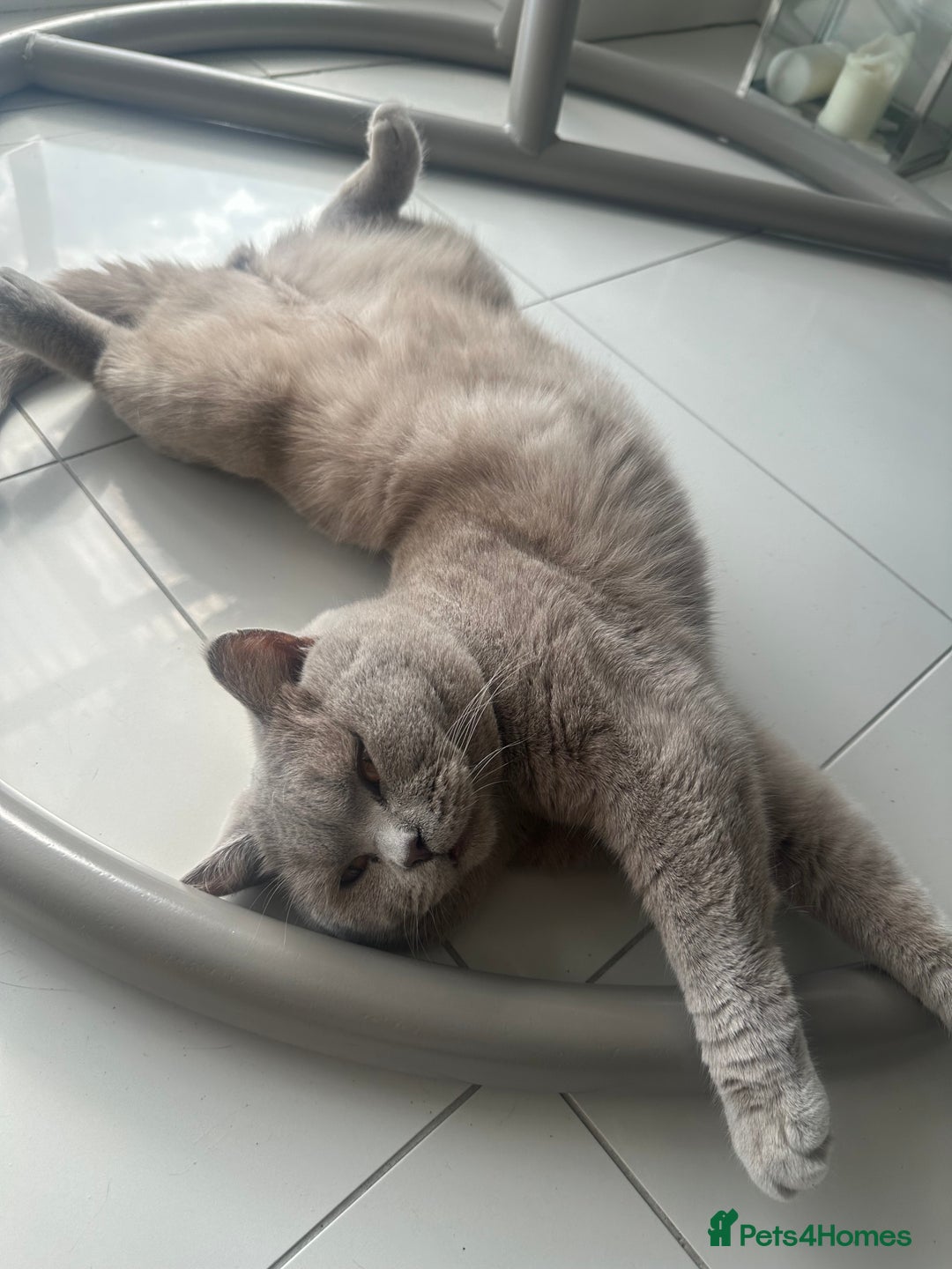 British Shorthair cats for sale: Lilac British shorthair  in Wembley - Image 9