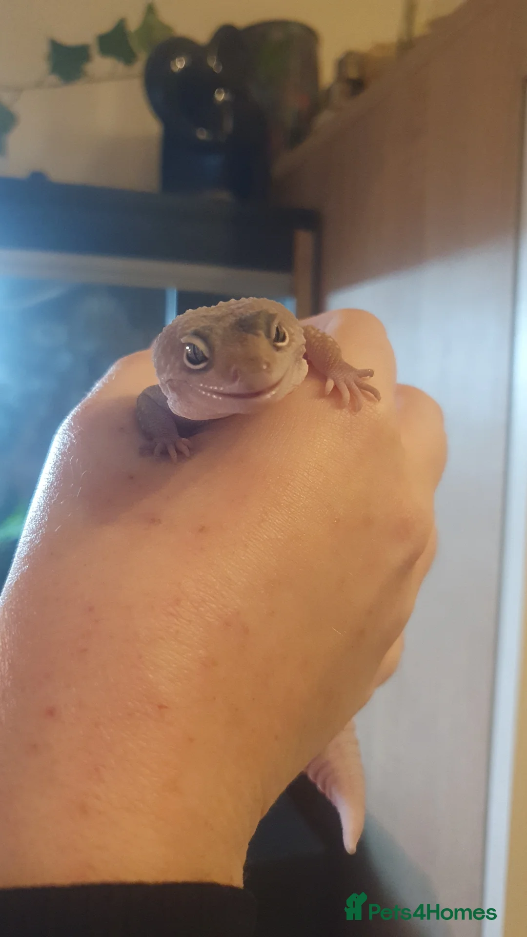 Leopard Gecko reptiles for sale: Female Leucistic Leopard Gecko - Advert 4