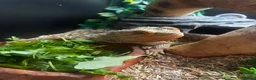 Bearded Dragon reptiles for sale: Bearded Dragon for sale - Advert 4