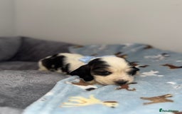 Cocker Spaniel dogs for sale: Beautiful show type cocker spaniel puppies  - Image 12