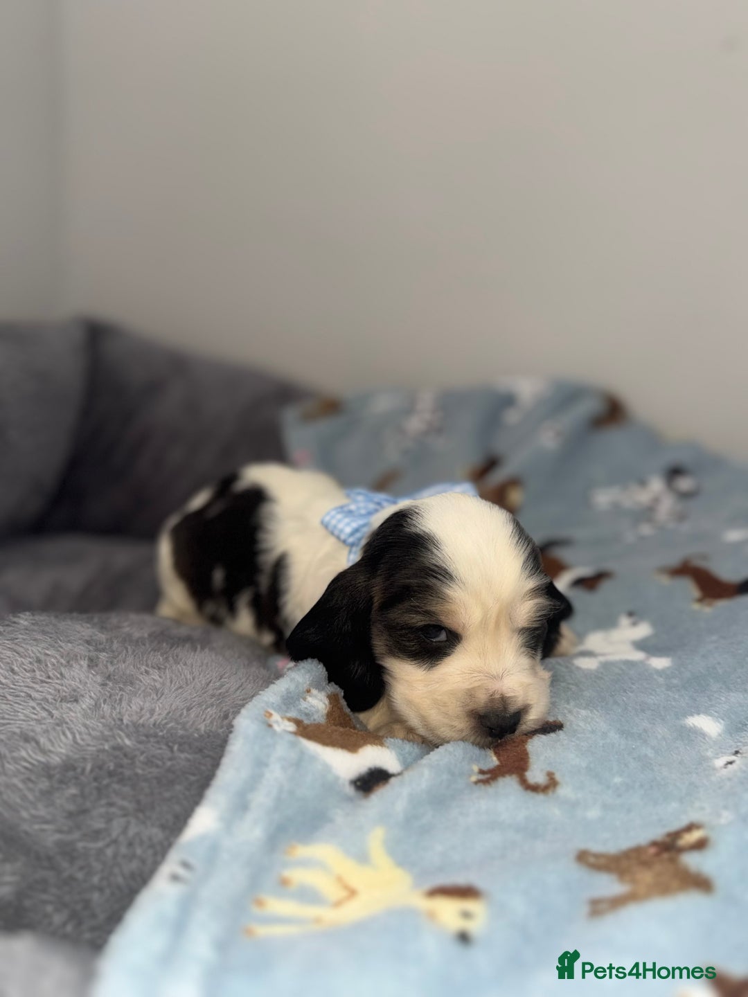 Cocker Spaniel dogs for sale: Beautiful show type cocker spaniel puppies  - Image 12