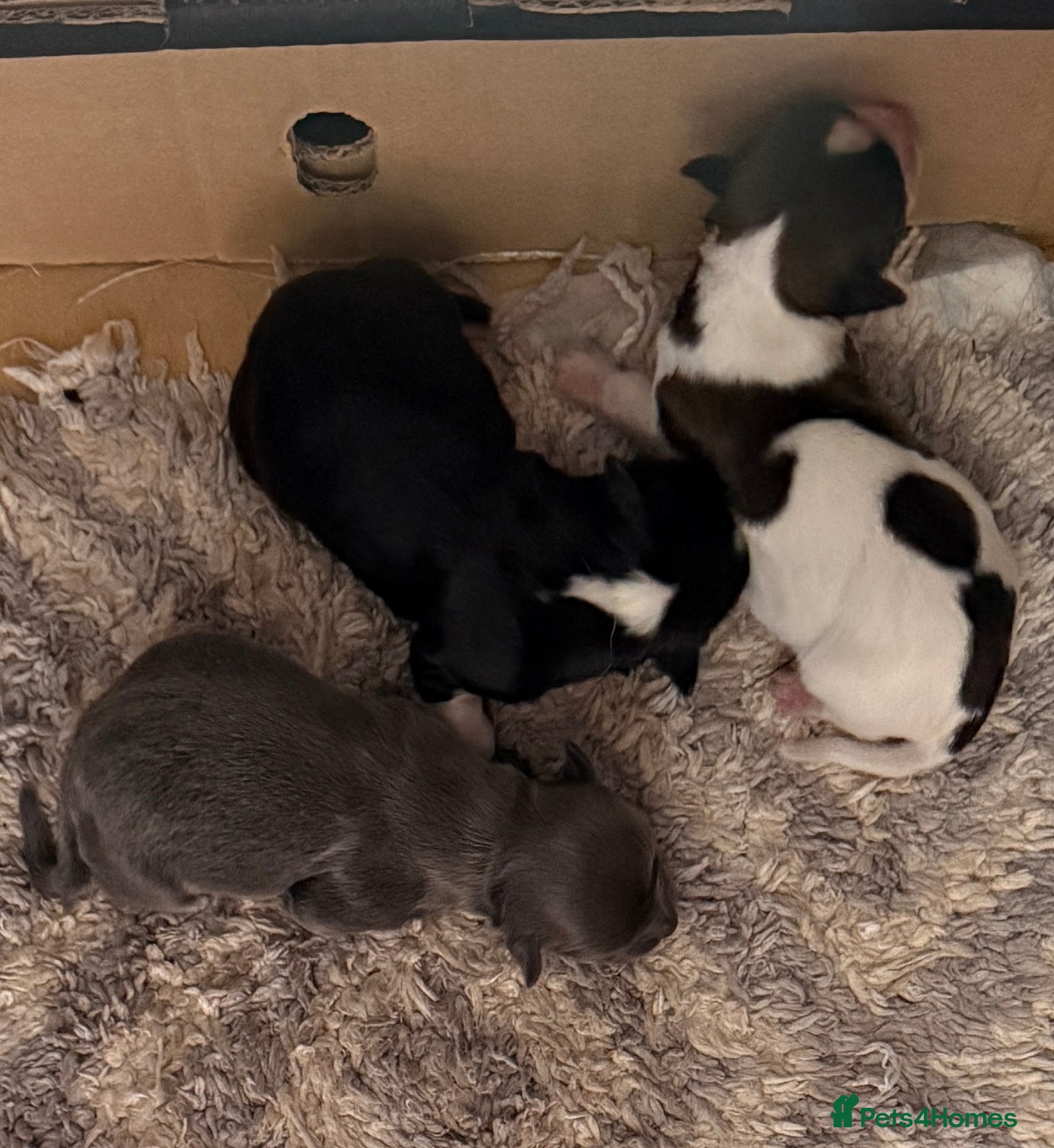 Chihuahua dogs Long haired chihuahua puppies - Advert 12