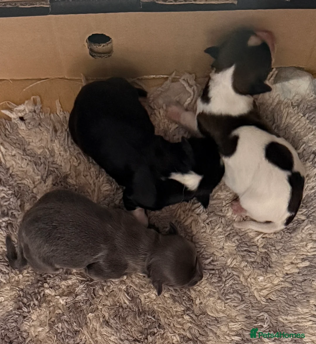 Chihuahua dogs for sale: Long haired chihuahua puppies in Abergavenny - Advert 1