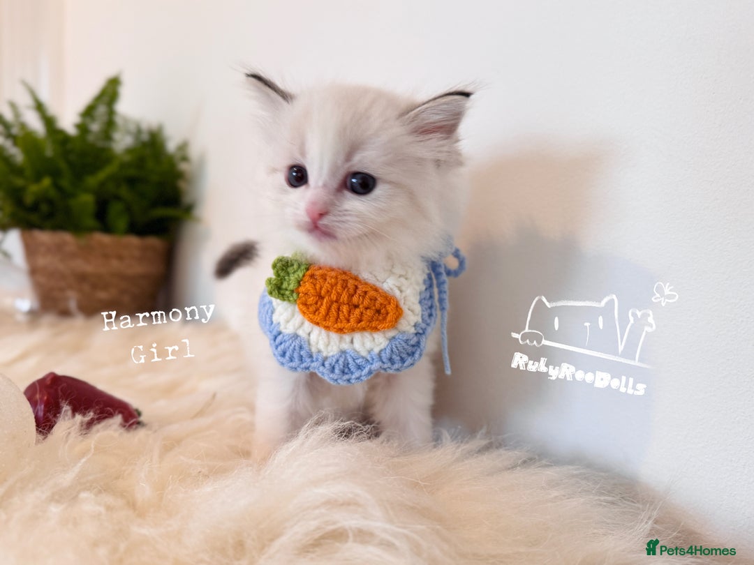 Ragdoll cats for sale: 🌟DNA Test🏆GCCF/TICA Championship Ragdoll Kitten - Advert 10