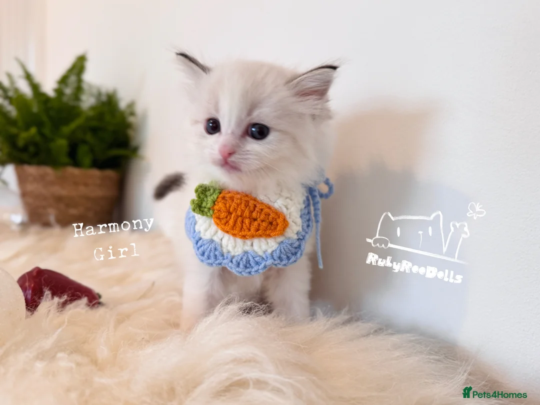 Ragdoll cats for sale: 🌟Waiting List Open🏆GCCF/TICA DNA Tested Ragdoll  - Advert 10