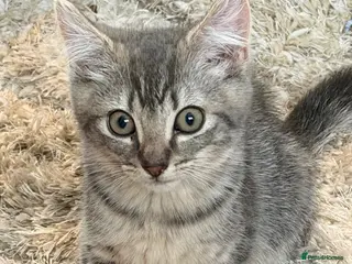 British Shorthair cats British short hair cross - Advert 2