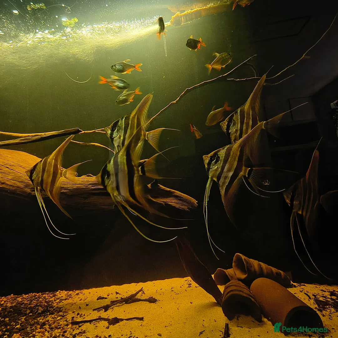 Angelfish fish for sale: Altum atabapo x6 - Advert 1