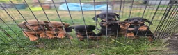Dachshund dogs for sale: 4 MINIATURE DASCHOUNDS LEFT  - Advert 5
