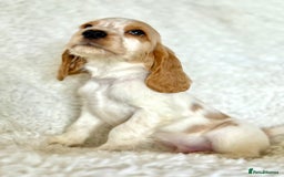 Cocker Spaniel dogs for sale: Golden Roan Full Health Tests Showline KC Reg Pups - Image 21