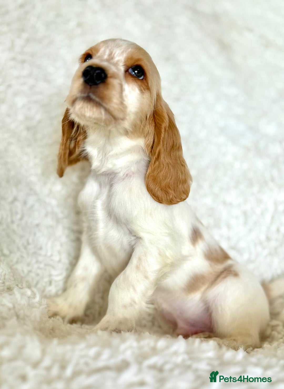 Cocker Spaniel dogs for sale: Golden Roan Full Health Tests Showline KC Reg Pups - Image 21