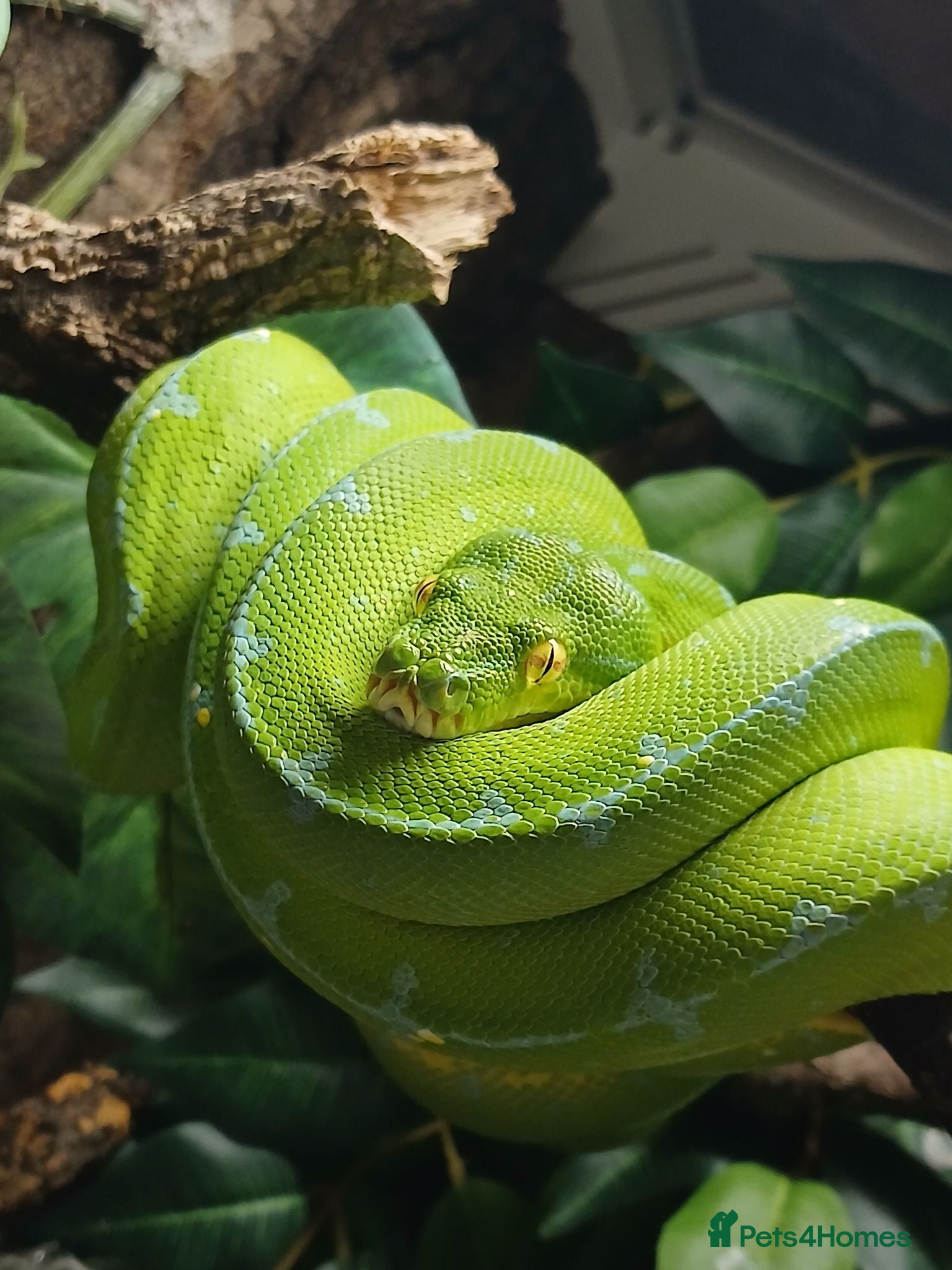 Python Snake reptiles Manokwari green tree python  - Advert 2