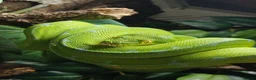 Python Snake reptiles for sale: Manokwari green tree python  - Advert 2