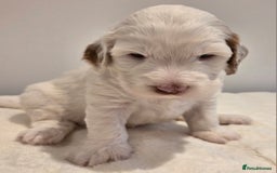 Australian Labradoodle dogs for sale: Australian Labradoodle Puppies  - Image 1
