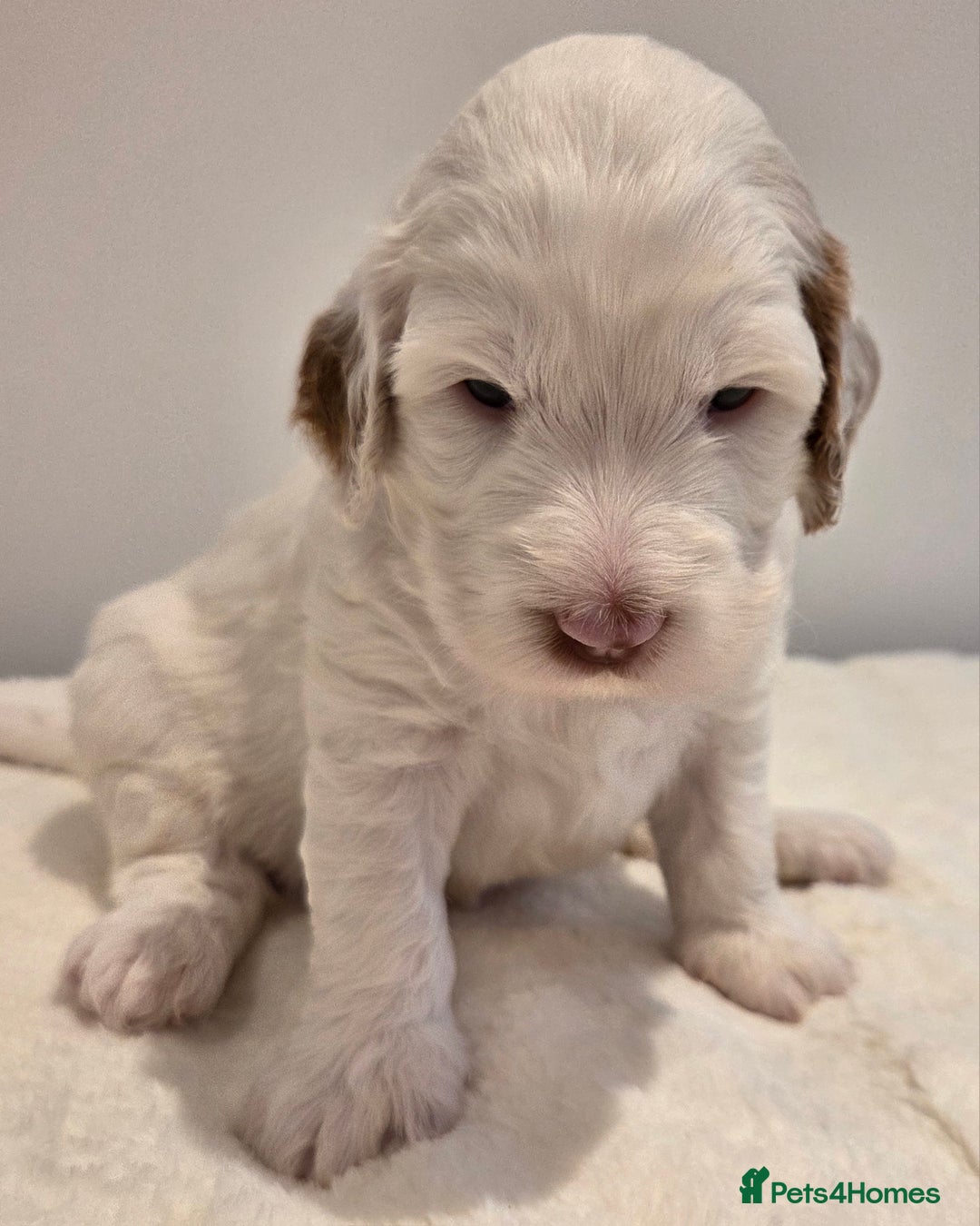 Australian Labradoodle dogs for sale: Australian Labradoodle Puppies  - Image 1