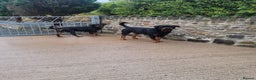 Rottweiler dogs for sale: (KC) REX & DELLAS FINAL LITTER OF QUALITY PUPS - Advert 6