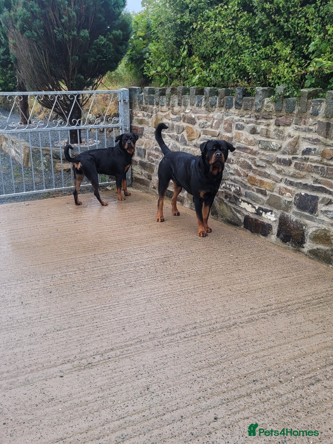 Rottweiler dogs for sale: (KC) REX & DELLAS FINAL LITTER OF QUALITY PUPS - Image 4