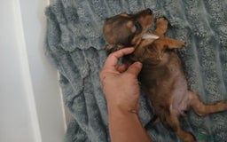 Chiweenie dogs for sale: Ready now 7 xsmall chiweenies fur babies  - Image 11