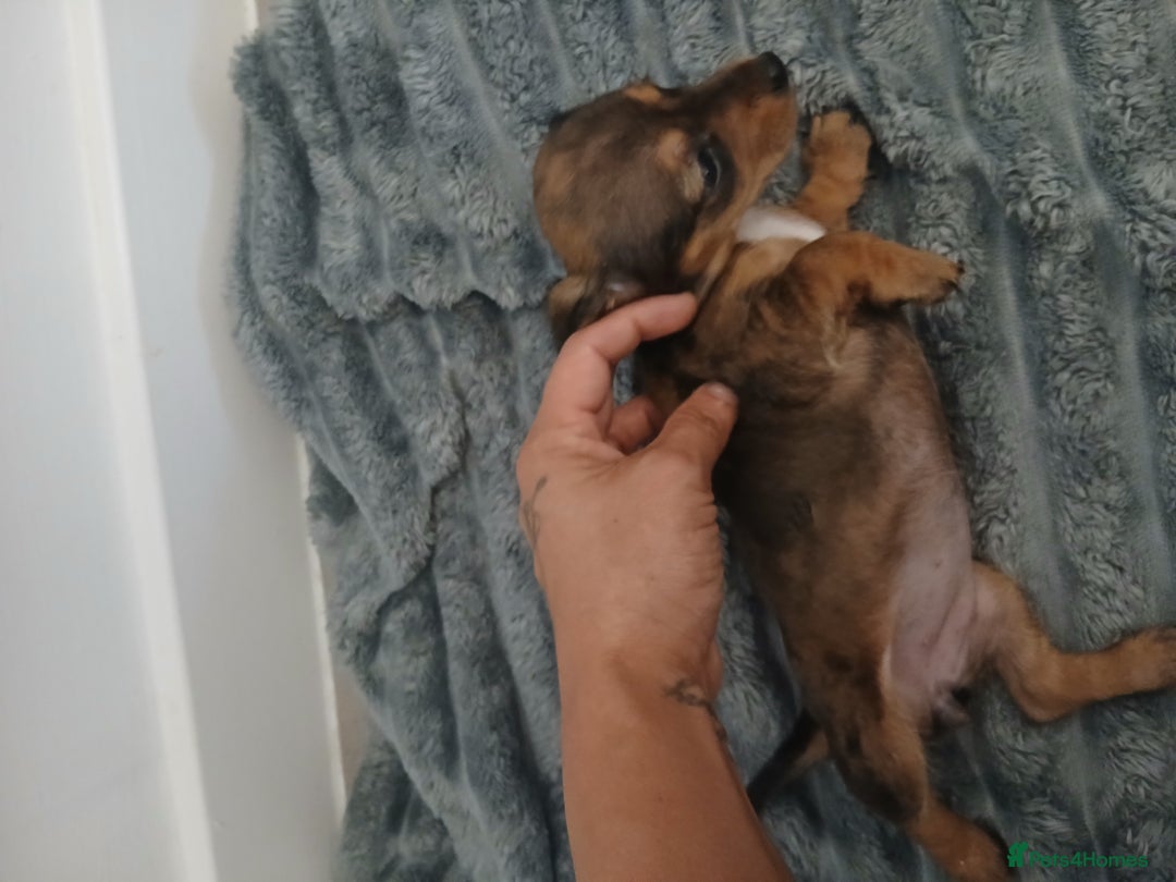 Chiweenie dogs for sale: Ready now 7 xsmall chiweenies fur babies  - Image 11
