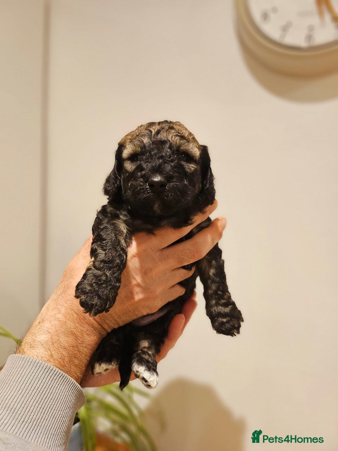 Cockapoo dogs for sale: F2 Cockapoo Puppies – Ready mid-late December - Image 7