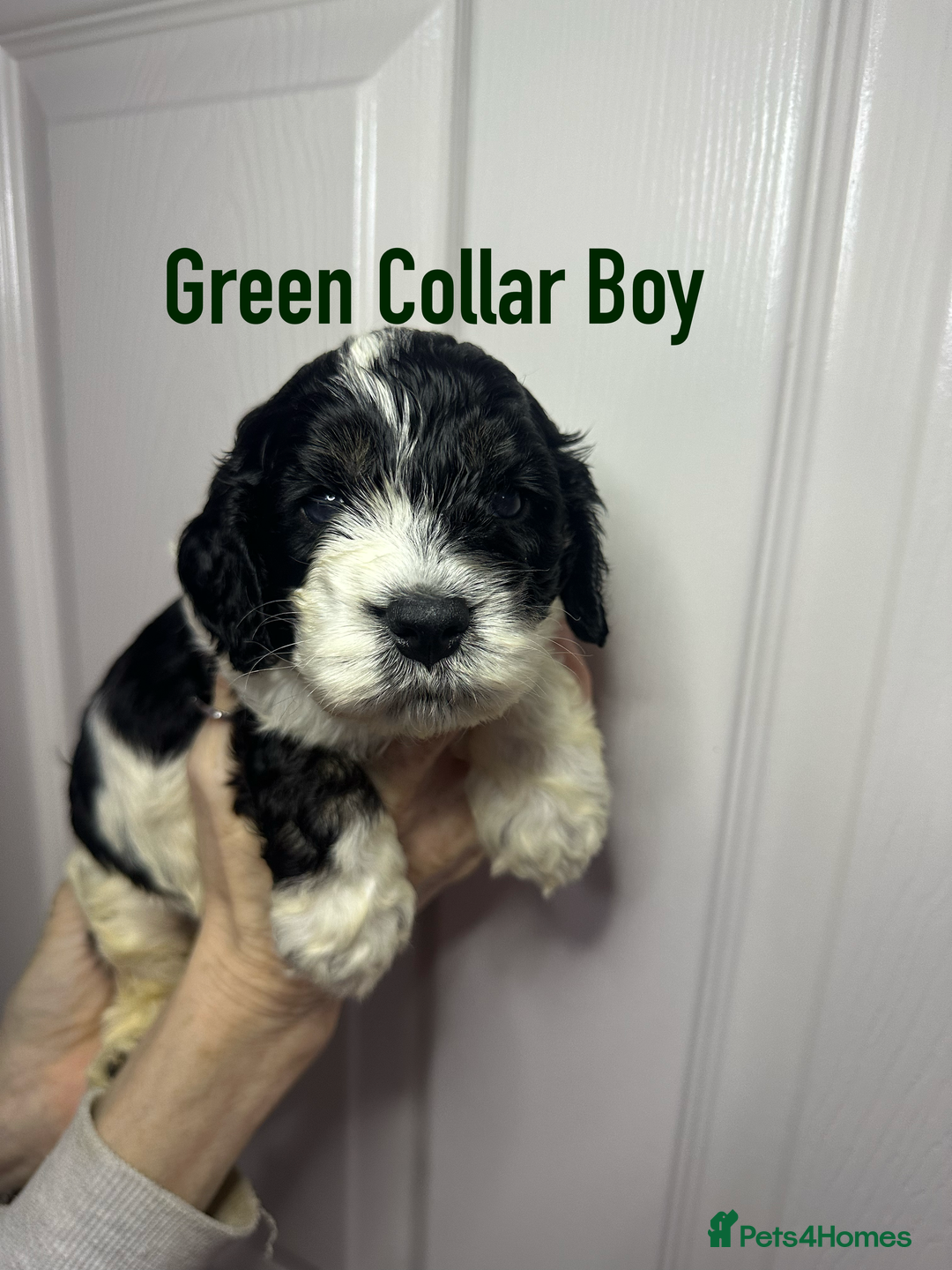 Cockapoo dogs for sale: Cockerpoo puppies  - Advert 13