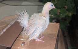 Chickens poultry for sale: Serama chicks 1 1/2 to 2 months,READ DESCRIPTION - Image 3