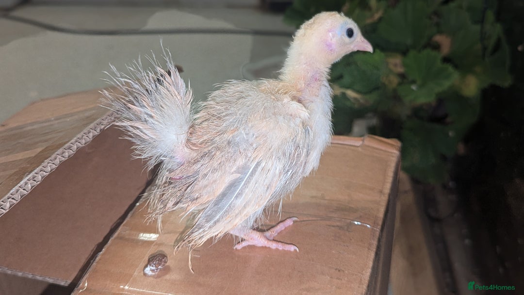 Chickens poultry for sale: Serama chicks 1 1/2 to 2 months,READ DESCRIPTION - Image 3