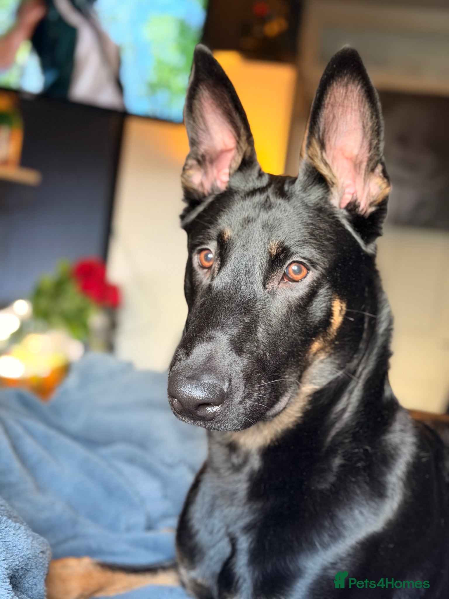 Mixed Breed dogs Dutch Herder For Sale  - Advert 11