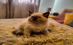 Ragdoll cats for sale: READY TO LEAVE fluffy Lynx and blue point Ragdoll - Image 8