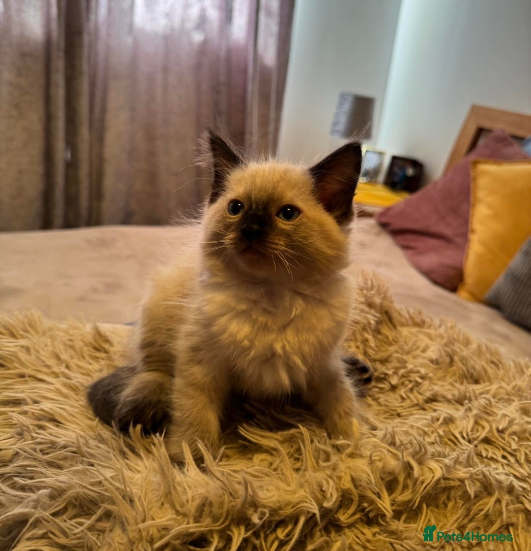 Ragdoll cats for sale: READY TO LEAVE fluffy Lynx and blue point Ragdoll - Image 8