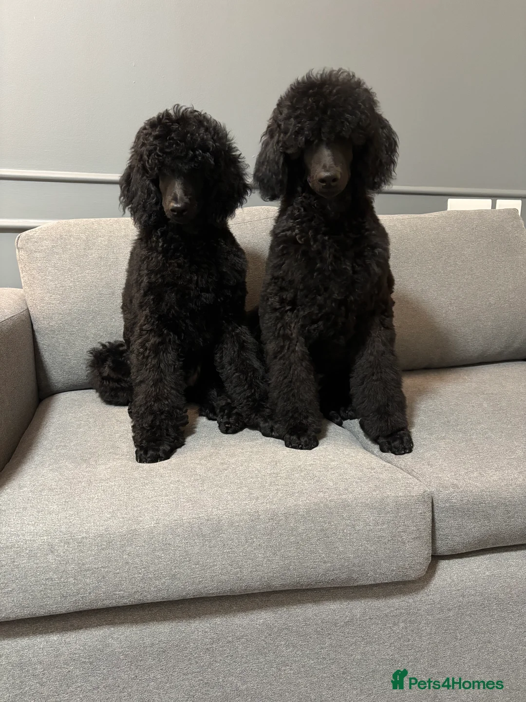 Standard Poodle dogs for sale: Champion sired standard poodles  - Advert 1