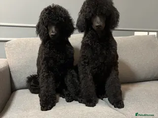 Standard Poodle dogs Champion sired standard poodles - Advert 8