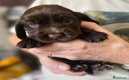 Cocker Spaniel dogs for sale: Stunning KC Reg Cocker Spaniel Pups Choco/Black - Image 17