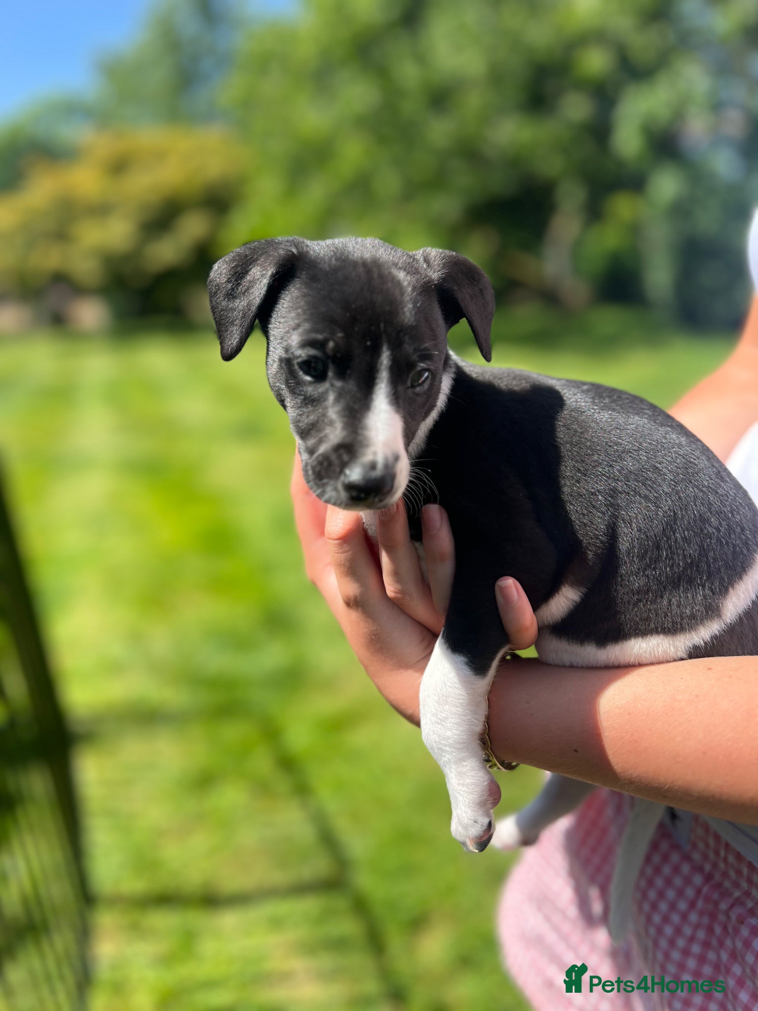 Whippet dogs Pedigree (KC registered) Whippet Puppies - Advert 2