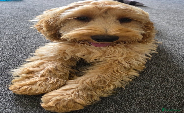 Cockapoo dogs - Advert 4