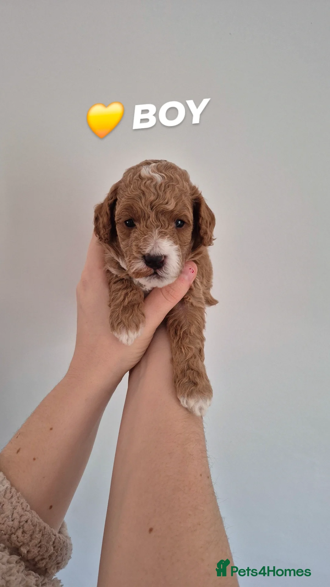 Cockapoo dogs F1B red and apricot cockapoo puppies  - Advert 2