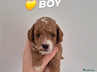 Cockapoo dogs F1B red and apricot cockapoo puppies - Advert 2