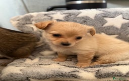 Chiweenie dogs for sale: Gorgeous litter of chiweenies  - Image 7